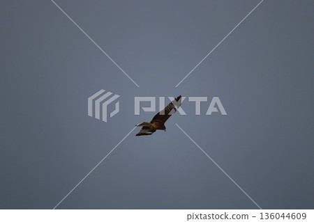 一隻風箏高高地飛向天空 136044609
