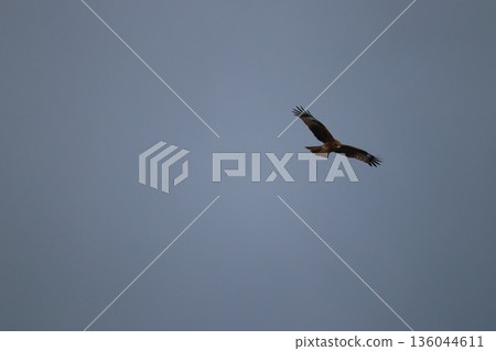 一隻風箏高高地飛向天空 136044611