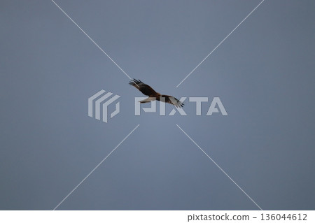 一隻風箏高高地飛向天空 136044612