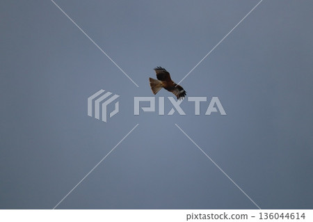 一隻風箏高高地飛向天空 136044614
