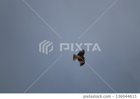 一隻風箏高高地飛向天空 136044615