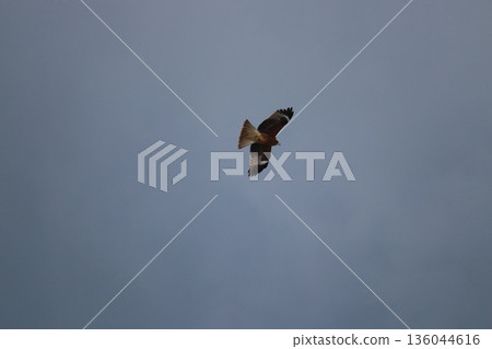 一隻風箏高高地飛向天空 136044616