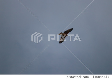 一隻風箏高高地飛向天空 136044617