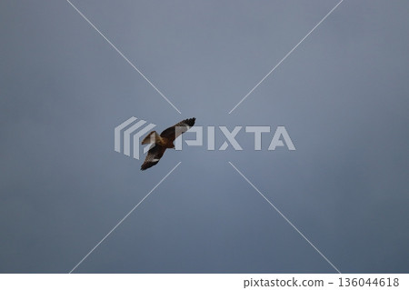 一隻風箏高高地飛向天空 136044618