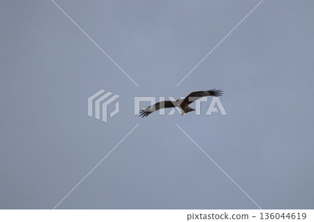 一隻風箏高高地飛向天空 136044619