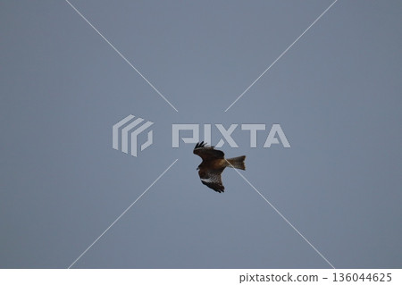一隻風箏高高地飛向天空 136044625