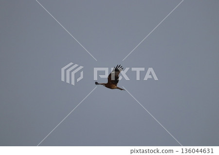 一隻風箏高高地飛向天空 136044631
