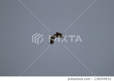 一隻風箏高高地飛向天空 一隻風箏高高地飛向天空 136044632