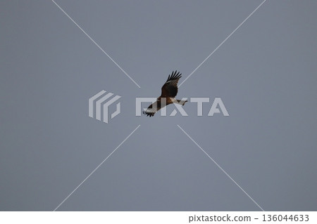 一隻風箏高高地飛向天空 136044633