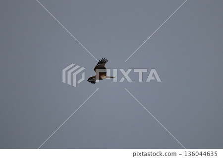 一隻風箏高高地飛向天空 一隻風箏高高地飛向天空 136044635