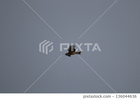 一隻風箏高高地飛向天空 136044636