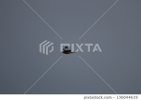 一隻風箏高高地飛向天空 136044639