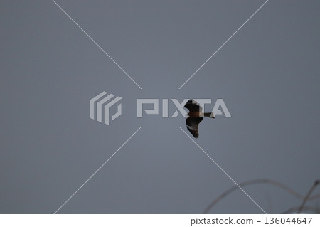 一隻風箏高高地飛向天空 136044647