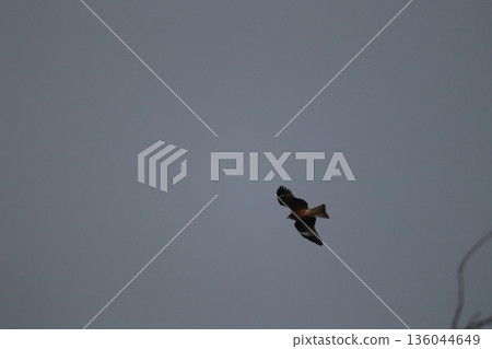 一隻風箏高高地飛向天空 136044649