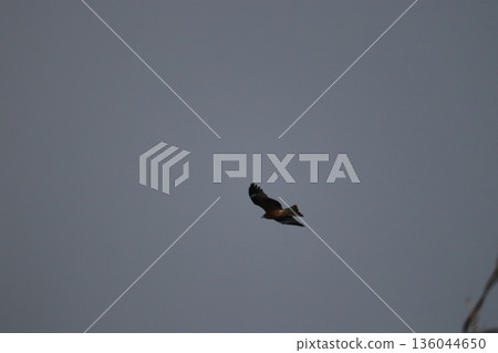 一隻風箏高高地飛向天空 一隻風箏高高地飛向天空 136044650