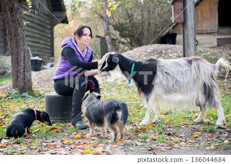 Affectionate Moment Between Woman Goat And Farm Dogs 136044684