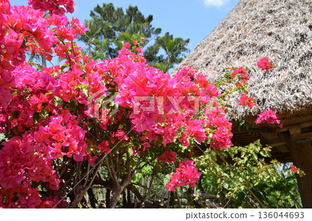 Bougainvillea Bougainvillea 136044693