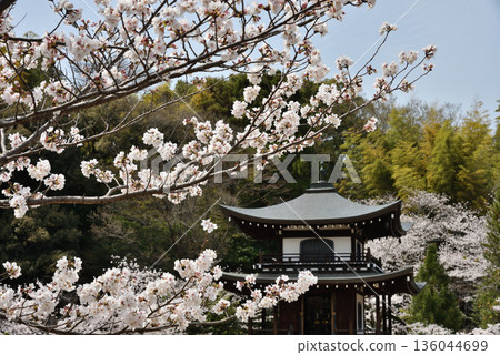 Kanshuji Temple: Cherry Blossoms and Kannon Hall (Yamashina Ward, Kyoto City) Kanshuji Temple: Cherry Blossoms and Kannon Hall (Yamashina Ward, Kyoto City) 136044699