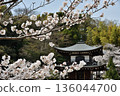 Kanshuji Temple: Cherry Blossoms and Kannon Hall (Yamashina Ward, Kyoto City) 136044700