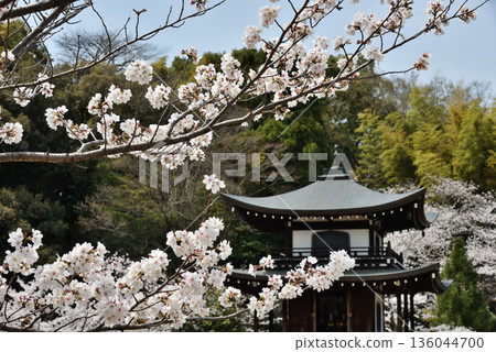 觀音寺:櫻花與觀音殿(京都市山科區) 觀音寺:櫻花與觀音殿(京都市山科區) 136044700