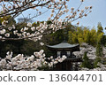 Kanshuji Temple: Cherry Blossoms and Kannon Hall (Yamashina Ward, Kyoto City) 136044701