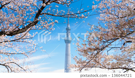 東京隅田公園和東京晴空塔的櫻花盛開 136044721