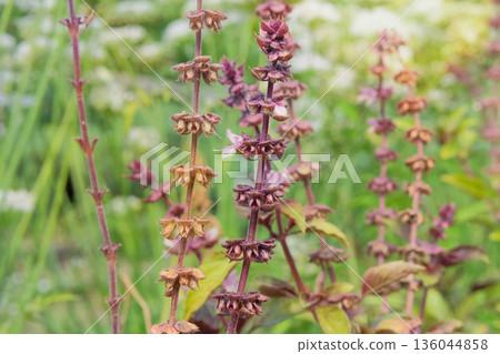 Dry seeds on a basil bush is growing in cottage garden. Aromatic purple basil growing in sunny day. Herbaceous plant. Dry seeds on a basil bush is growing in cottage garden. Aromatic purple basil growing in sunny day. Herbaceous plant. 136044858