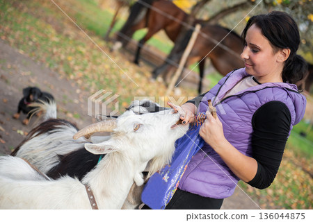 Calm Trustful Moment Between Woman And Feeding Goats Calm Trustful Moment Between Woman And Feeding Goats 136044875