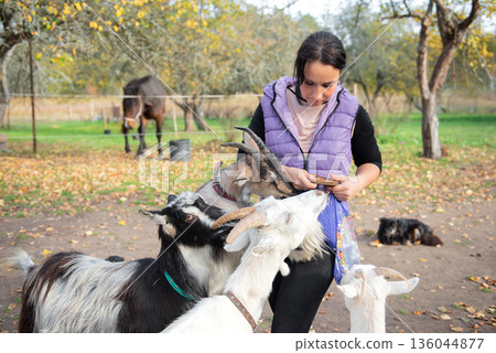 Middle Aged Woman Surrounded by Goats Reaching for Food 136044877