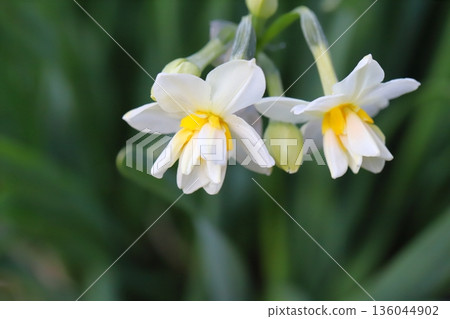 White and orange double-flowered daffodil flowers blooming in a park in winter White and orange double-flowered daffodil flowers blooming in a park in winter 136044902
