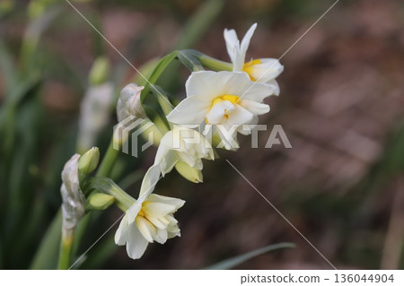 冬日公園裡盛開的白色和橙色重瓣水仙花 冬日公園裡盛開的白色和橙色重瓣水仙花 136044904