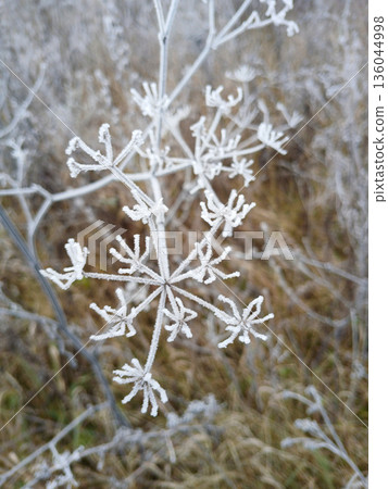 Frosty snowflake on a wire fence in a quiet winter field, delicate icy pattern 136044998