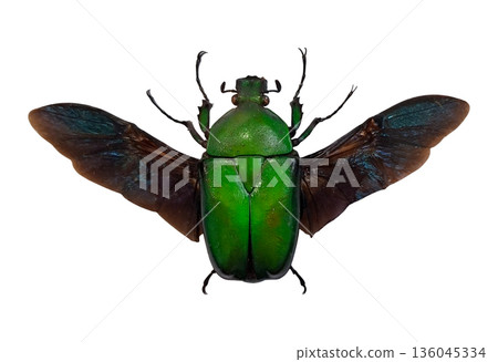 A green beetle with black wings is isolated on a white background. This beetle belongs to the species Dicronorhina micans and displays unique colors and body structure. 136045334