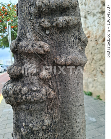 An orange tree trunk shows growths often linked to tree diseases. These growths can impact the health of the tree. The trunk stands near a sidewalk. An orange tree trunk shows growths often linked to tree diseases. These growths can impact the health of the tree. The trunk stands near a sidewalk. 136045337