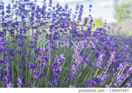 Close-up of blooming lavender flowers in a lavender field, summer, industrial flower cultivation. Close-up of blooming lavender flowers in a lavender field, summer, industrial flower cultivation. 136045497