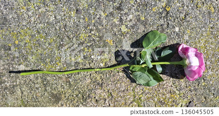 A rose with faded petals lies flat on a concrete slab. The surface is covered with green moss, indicating a mixture of nature and urban elements. Bright lighting highlights the details. A rose with faded petals lies flat on a concrete slab. The surface is covered with green moss, indicating a mixture of nature and urban elements. Bright lighting highlights the details. 136045505
