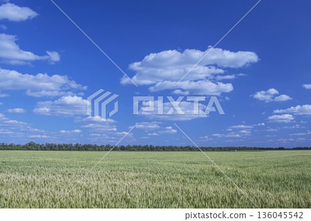 Lush green ears of wheat against a clear blue sky. Green wheat field under a bright blue sky, spring, summer. 136045542