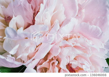 Peony flower petals blooming in soft pastel pink hues 136046008