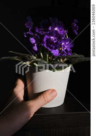 Hand holding vibrant purple african violet houseplant in white pot against dark background 136046009