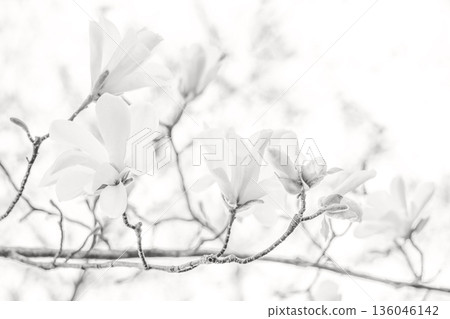 White magnolia flowers on a delicate branch with soft high key lighting Demonstration Color of the Year 2026 White magnolia flowers on a delicate branch with soft high key lighting Demonstration Color of the Year 2026 136046142