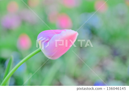 在公園裡盛開的粉紅色鬱金香 在公園裡盛開的粉紅色鬱金香 136046145