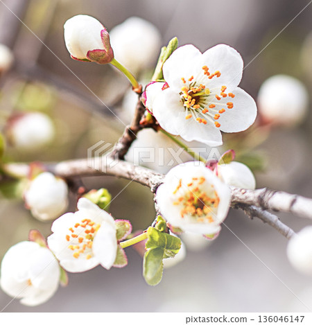 White blossom on a branch in spring garden with delicate petals and orange centers Demonstration Color of the Year 2026 136046147