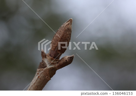 自然植物 芝麻（Sesamum indicum），一月冬芽。芽內外各有兩對共四片芽鱗，外層芽鱗正在漂浮脫落。 136046153