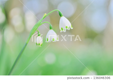Gentle green background and snowflakes Gentle green background and snowflakes 136046306