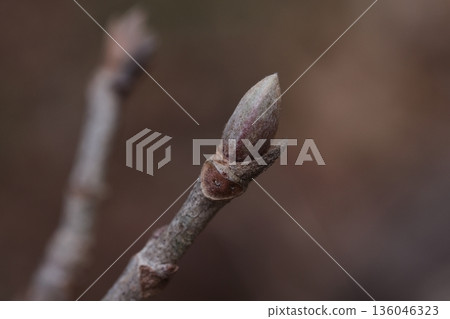 Nature Plants Sesamum indicum, winter buds in January. The outer bud scales have been removed, revealing the smooth, hairy inner bud scales. 136046323