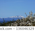 Iwate Prefecture spring scenery with Mt. Iwate and pear blossoms in full bloom and blue sky 136046329