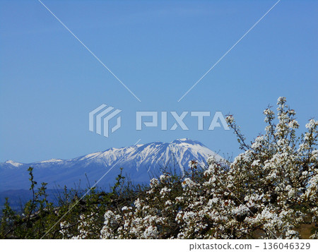 岩手縣春日美景，岩手山和盛開的梨花與蔚藍的天空交相輝映。 136046329