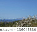 Iwate Prefecture spring scenery with Mt. Iwate and pear blossoms in full bloom and blue sky 136046330