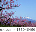 Clear skies and snow-capped Mt. Iwate Peach blossoms in full bloom in an orchard 136046460