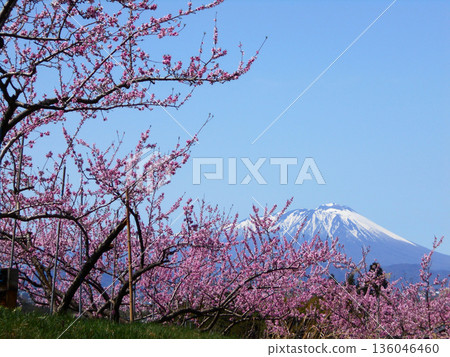 Clear skies and snow-capped Mt. Iwate Peach blossoms in full bloom in an orchard Clear skies and snow-capped Mt. Iwate Peach blossoms in full bloom in an orchard 136046460
